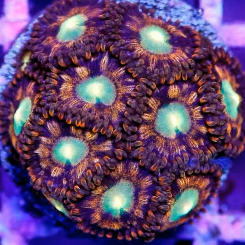 1326395 RADz SANTERIA ZOA 50$ per Head