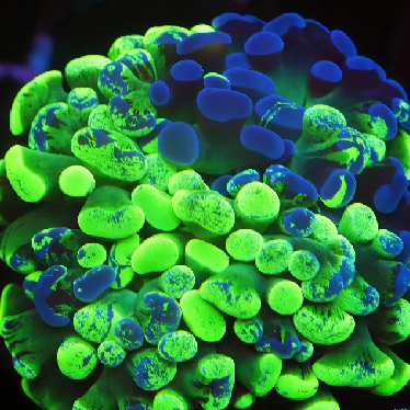 Green Splatter Hammer (3 Head) Branching