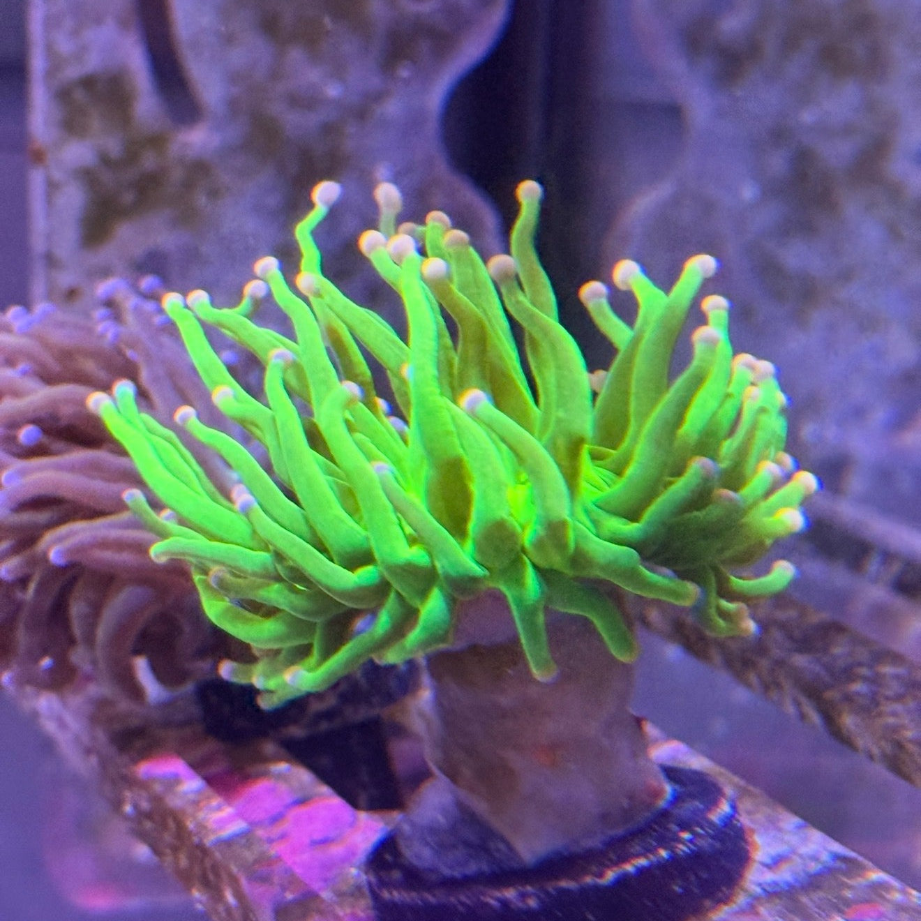 WYSIWYG Torch Green with Pink tip