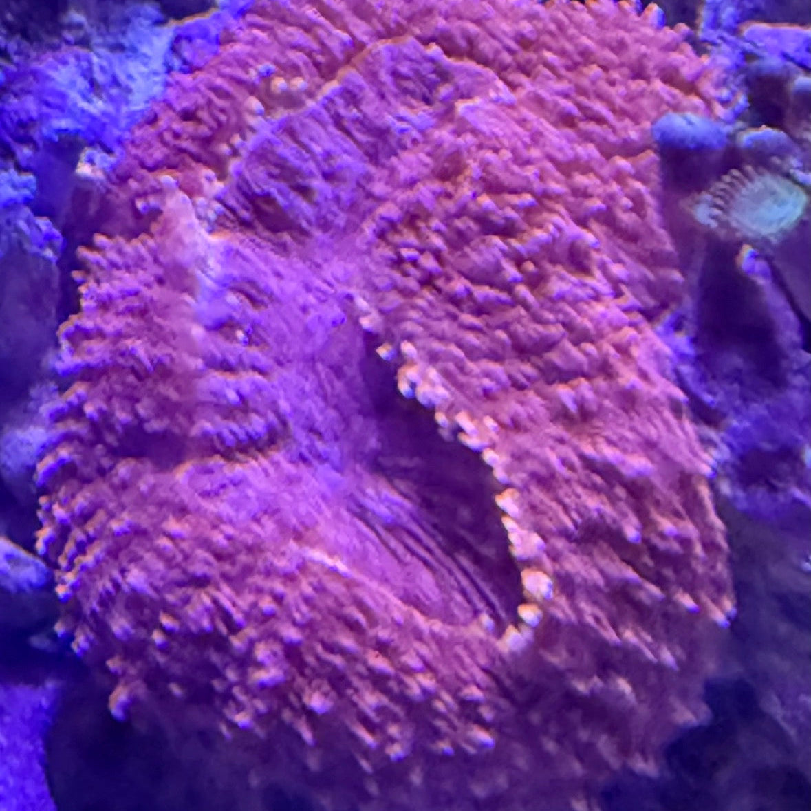 WYSIWYG Lobophyllia