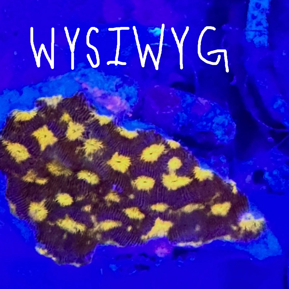WYSIWYG JF Lava Flow WYSIWYG Leptoseris