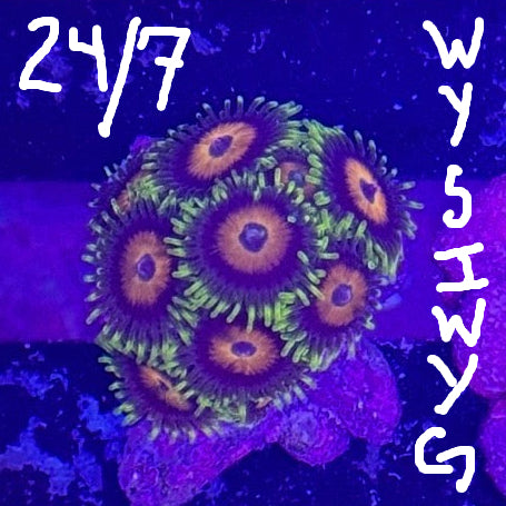 Zoa