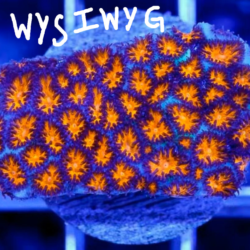 WYSIWYG 1326456 ULTRA LEPTHASTREA FRAG