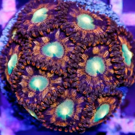 1326395 RADz SANTERIA ZOA 50$ per Head