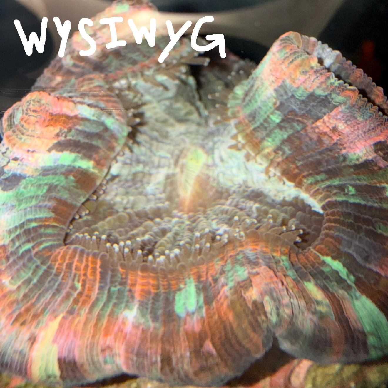 WYSIWYG Trachy 0012