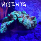 WYSIWYG Welso/Trachy 0200