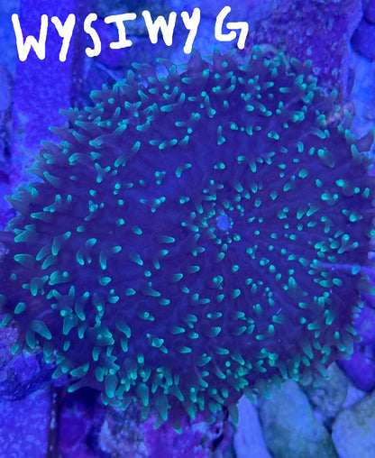 WYSIWYG Green Hairy Rhodactis Mushroom