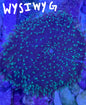 WYSIWYG Green Hairy Rhodactis Mushroom