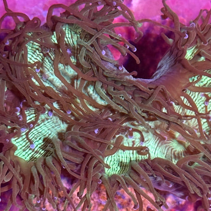 WYSIWYG Elegance Neon Green, with Purple Tips