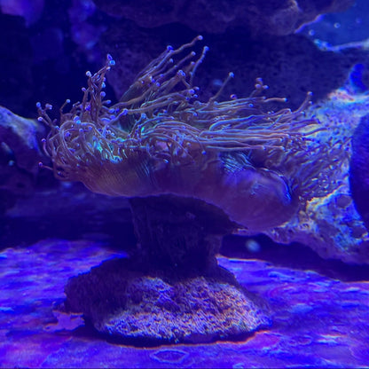 WYSIWYG Elegance Neon Green, with Purple Tips