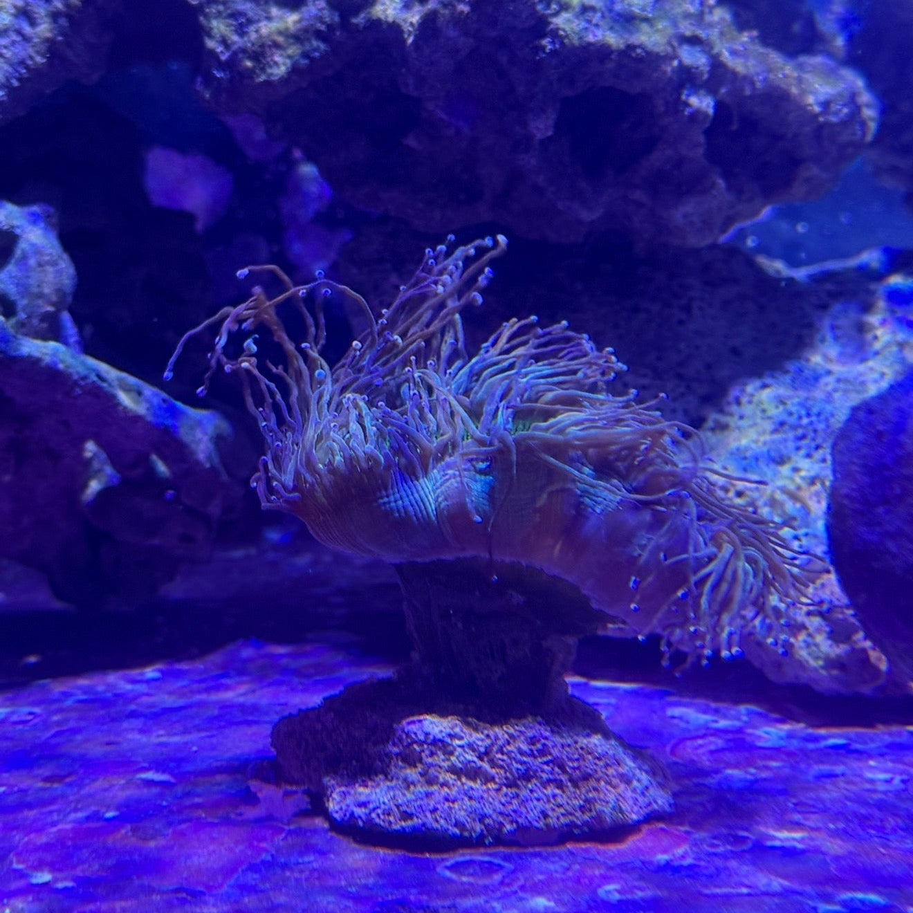 WYSIWYG Elegance Neon Green, with Purple Tips