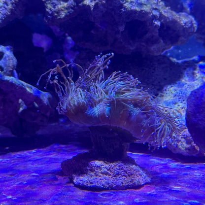 WYSIWYG Elegance Neon Green, with Purple Tips