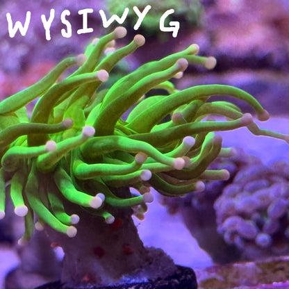 WYSIWYG Torch Green with Pink tip