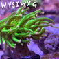 WYSIWYG Torch Green with Pink tip