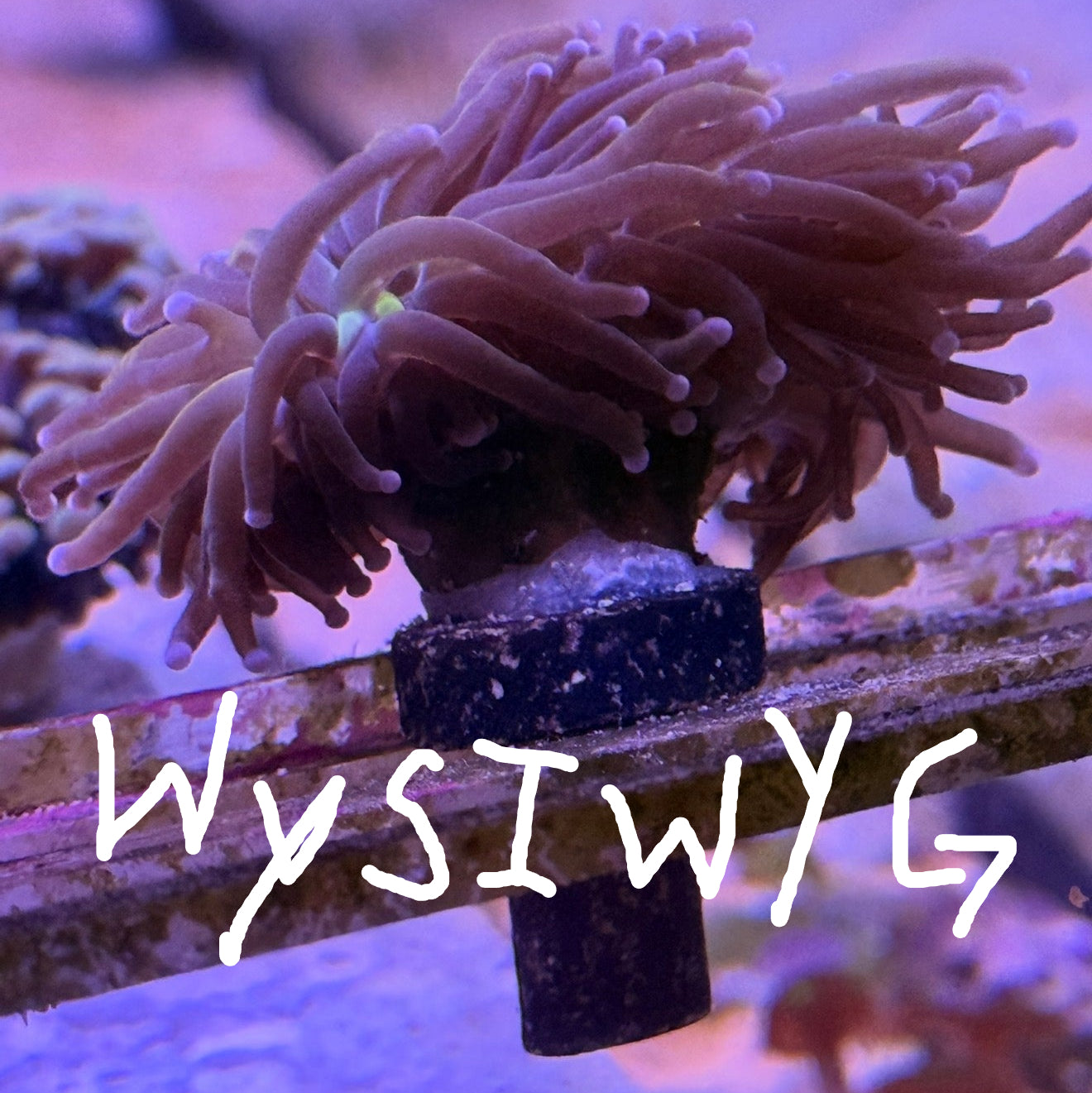 WYSIWYG  Torch (UNKNOWN)