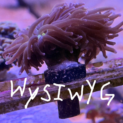 WYSIWYG  Torch (UNKNOWN)
