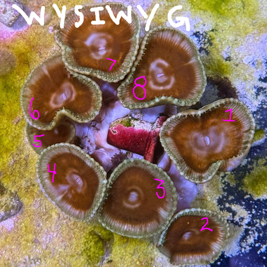 WYSIWYG Paly Grandis (SOLD PER HEAD)