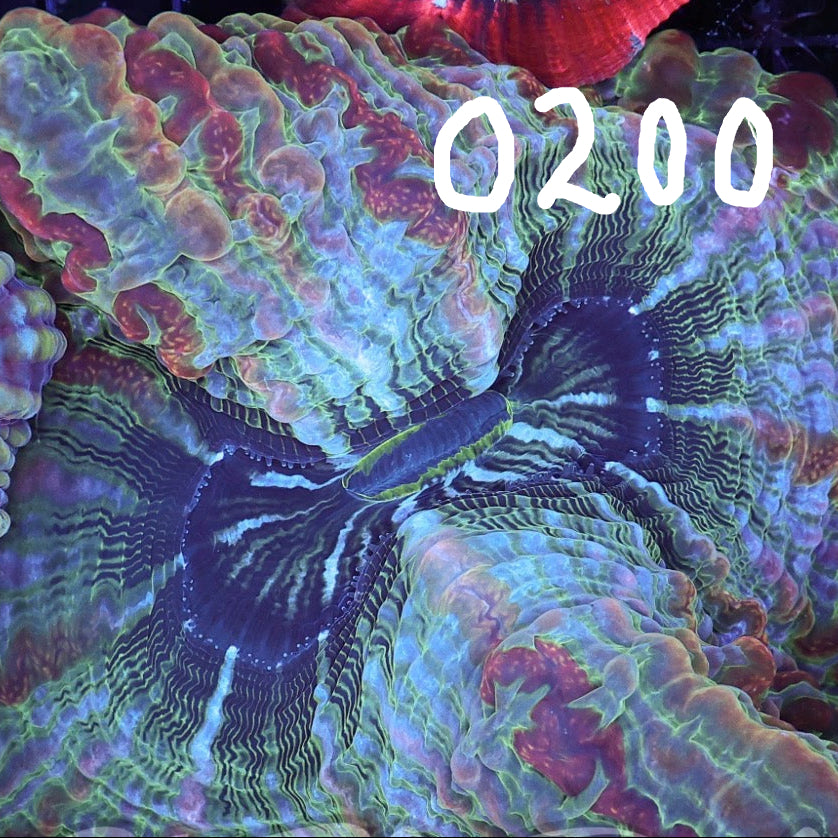 WYSIWYG Welso/Trachy 0200