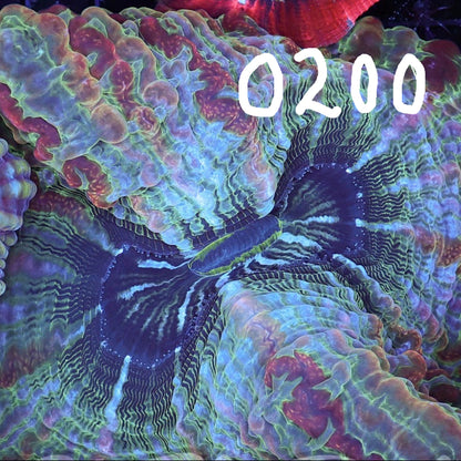 WYSIWYG Welso/Trachy 0200