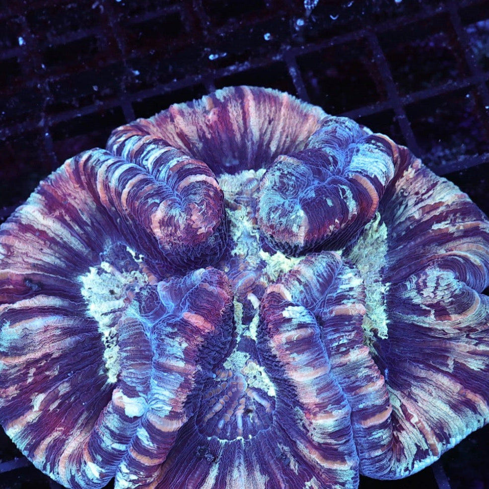 WYSIWYG Trachy 0284