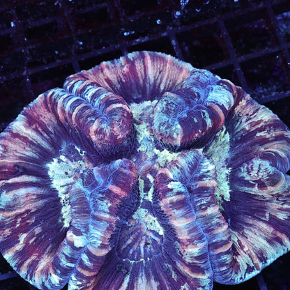 WYSIWYG Trachy 0284