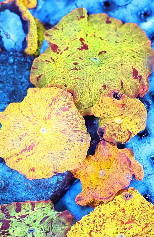 Jaw Breaker mushroom (each)