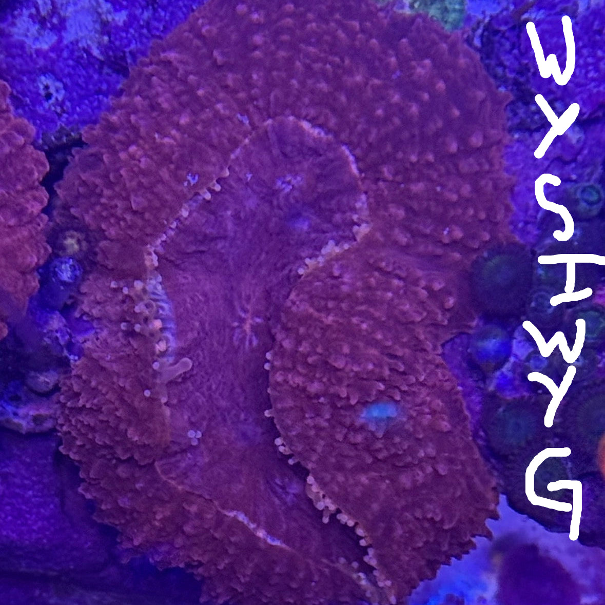 WYSIWYG Lobophyllia