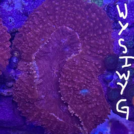 WYSIWYG Lobophyllia