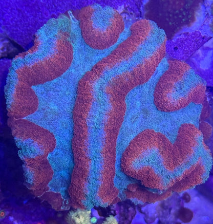 WYSIWYG Symphyllia