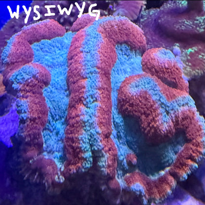 WYSIWYG Symphyllia