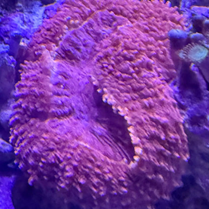 WYSIWYG Lobophyllia