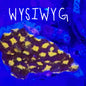 WYSIWYG JF Lava Flow WYSIWYG  Leptoseris