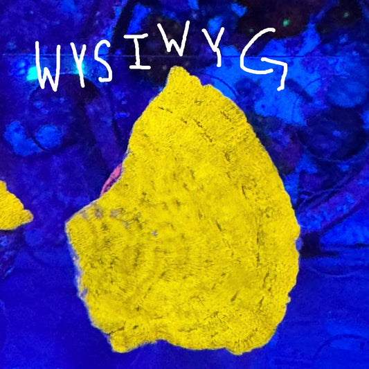 WYSIWYG 24k Gold Leptoseris