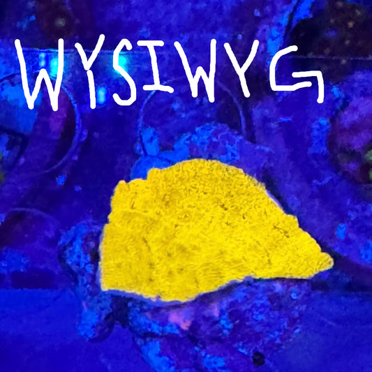 WYSIWYG 24k Gold Leptoseris (small)