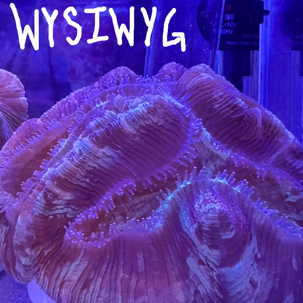 WYSIWYG Trachy 0284