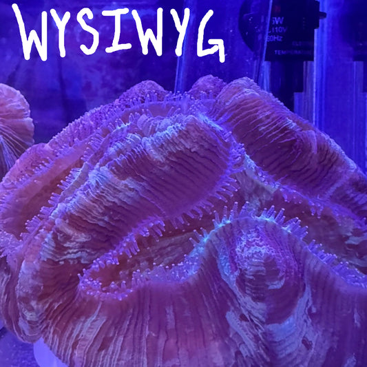WYSIWYG Trachy 0284