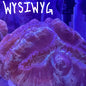 WYSIWYG Trachy 0284