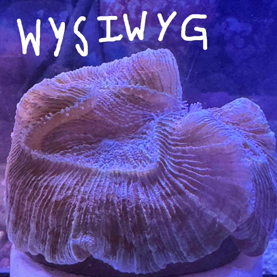 WYSIWYG Trachy 0187