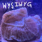 WYSIWYG Trachy 0187