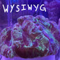 WYSIWYG Trachy 0219
