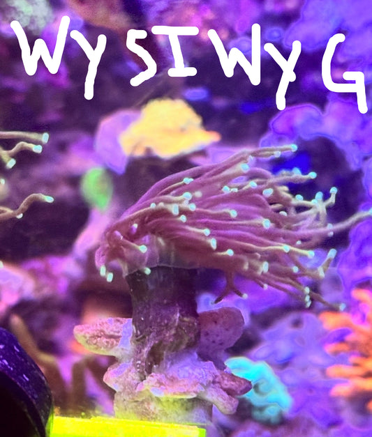 WYSIWYG Torch Hell Fire single head Right Side