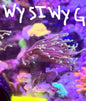 WYSIWYG Torch Hell Fire single head Right Side