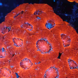 (5) pack Acan Frag random