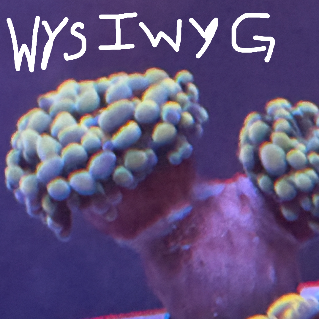 WYSISYG Bicolor Hammer Branching (unknown) x2 heads