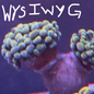 WYSISYG Bicolor Hammer Branching (unknown) x2 heads