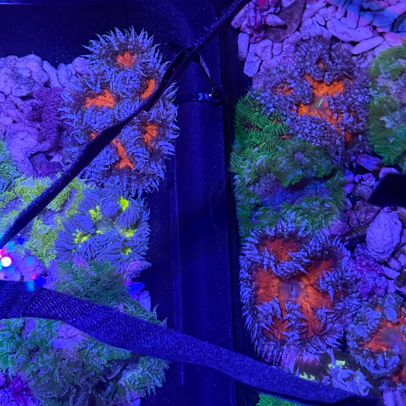 Rock Flower Each 19  Left in stock