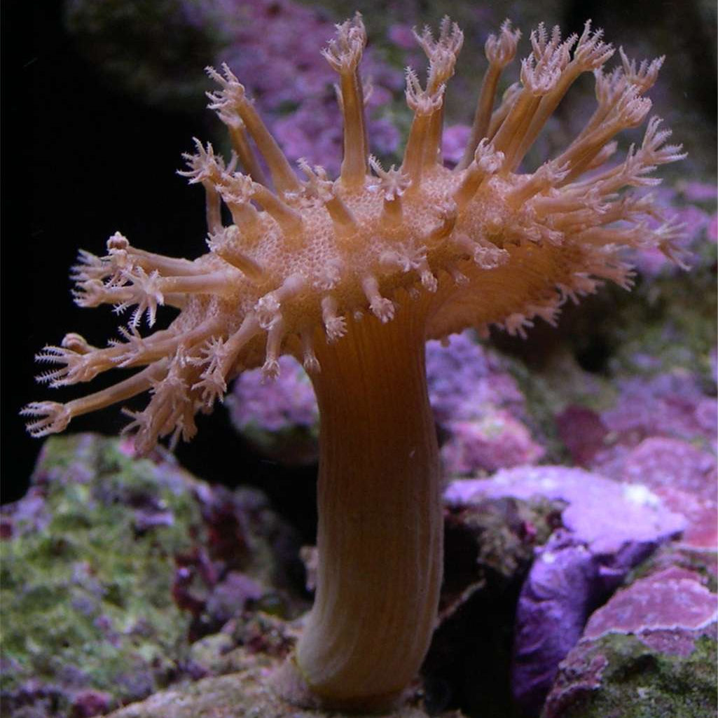 Toadstool